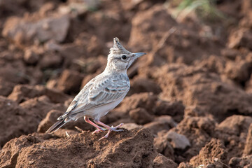 Crested Lark sitting in the fields at Shokaliya, Rajasthan, India