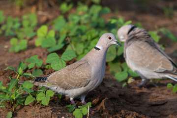 A pair of Eurasian Collared Doves photographed at Shokaliya, Rajasthan, India