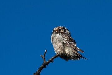 Northern Hawk Owl in Swedish Lappland