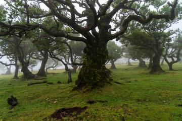 Madeira auf der Hochebene