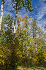 Autumn. Coming to a Forest near You.