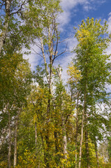 Autumn. Coming to a Forest near You.