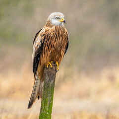 Red kite bird on a branch in Vittskövle. This picture is taken from a hiding place.