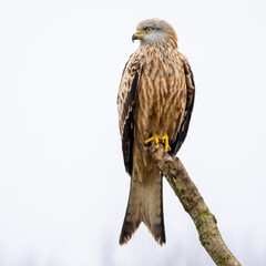 Red kite bird on a branch in Vittskövle. This picture is taken from a hiding place.