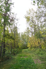 Fototapeta premium A Path in the Woods