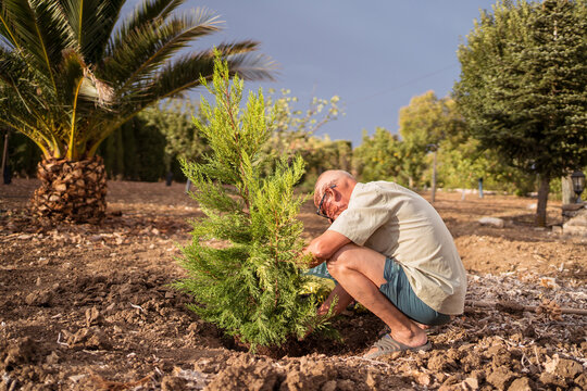 Elderly gardener planting pine tree out of pot on land