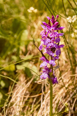 Dactylorhiza majalis, western marsh orchid, on a sunny day in summer at the famous Fellhorn summit near Oberstdorf, Bavaria, Germany