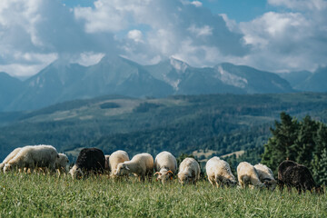 owce na pastwisku © Piotr