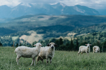owce na pastwisku - obrazy, fototapety, plakaty