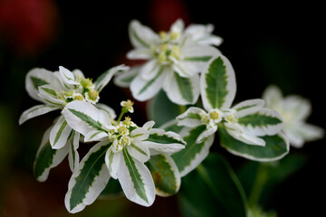 Colorful autumn flowers on nature background