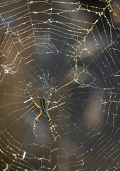 Background of the threads of a spider web with dew drops. Web macro. Abstract natural background in the sunlight with the blur