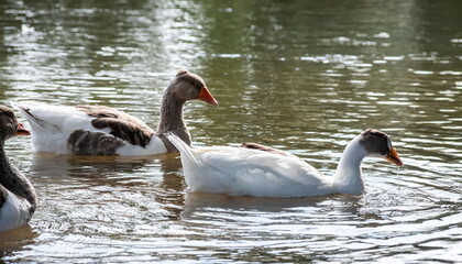Gray geese swimming in the water. Domestic Geese Swimming