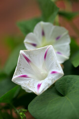 Colorful autumn flowers on nature background