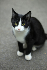 Obraz premium Portrait of cute wild fluffy cat