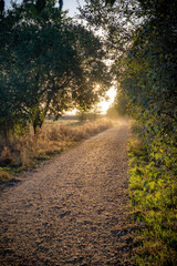 Paisaje de bosque verde oscuro.Hermoso bosque con suelo cubierto de musgo y rayos de sol a través de los árboles	
