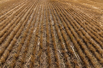 Stubble in the field after harvest. Cut stalks of cereals in the field. Slender rows of grain crops