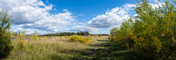 Panoramic view of a fescue meadow with fall colors on the grass and bushes.
