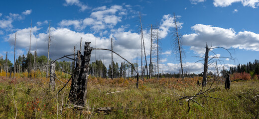 Panoramic view of a forest that was burnt by a forest fire but is now covered by grass. With green trees in the distance.
