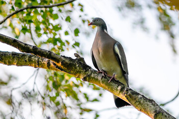 Pigeon / Dove in Vanneberga, Skåne