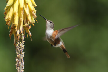hummingbird in flight
