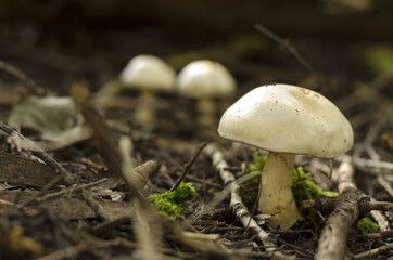 mushrooms in the forest, vallée de la matapédia, québec, canada