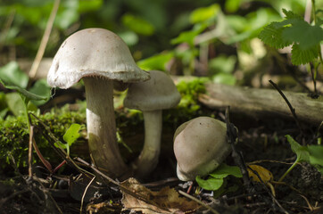 mushrooms with lichen and leaf, vallée de la matapédia, québec, canada