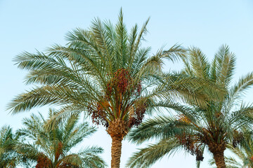 Fototapeta na wymiar date palms on a background of blue bright sky.