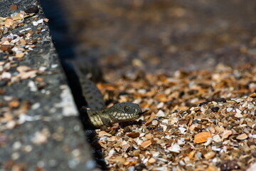 Natrix tessellata water snake on the beach