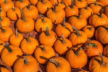 Mid size pumpkins together closeup