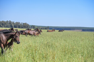 Cavalos no campo