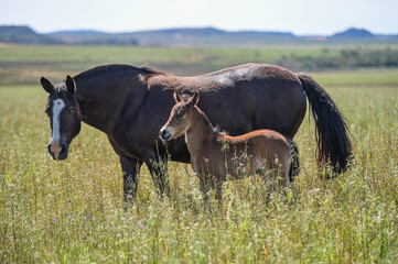 Cavalos no campo