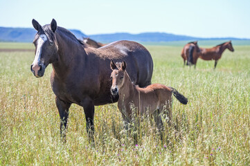 Obraz premium Cavalos no campo