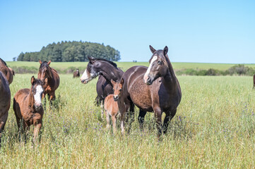 
Cavalos no campo