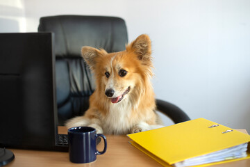 Cute funny corgi dog sits in a chair and working on a computer in the office at his desk.