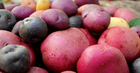 organic potatoes multicolored autumn harvest selective focus.