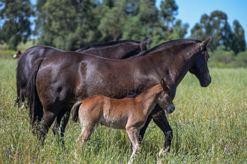 Fototapeta premium Cavalos no campo