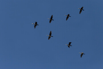 flock of great cormorants flying in a sky
