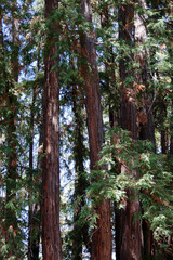 Close-up view from inside a grove of tall California redwood trees in summer