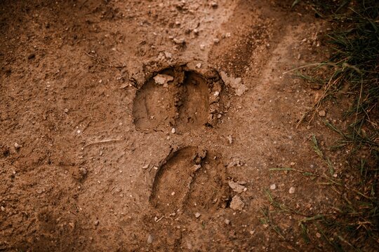 High Angle View Of Mud On Dirt Road With Hoof Marks