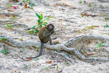 Macaque monkey in tropical jungle forest nature Koh Phayam Thailand.