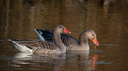 Greylag gooses in the water