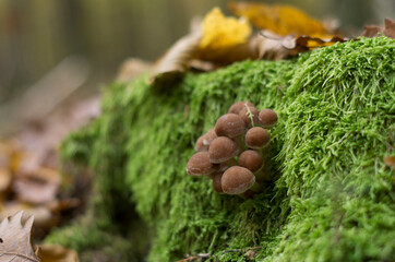 mushrooms and moss on the tree