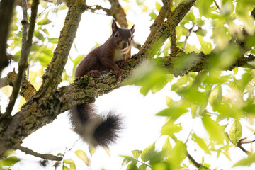 Eichh&ouml;rnchen schaut in die Kamera