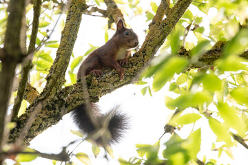 Naklejka na ściany i meble Eichhörnchen sitzt im Baum. Gegenlicht, Grüne Blätter