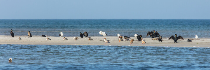 vögel am meer