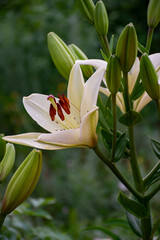 white lily flower