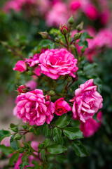 pink roses in garden