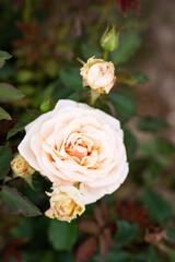 White roses