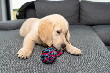 Male golden retriever puppy playing with a rope on the couch in the living room of the house.