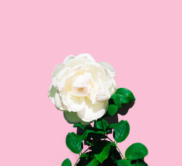 White garden rose against pastel pink background. Minimal natural beauty concept.